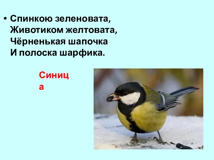 Спинкою зеленовата, Животиком желтовата, Чёрненькая шапочка И полоска шарфика. Синица