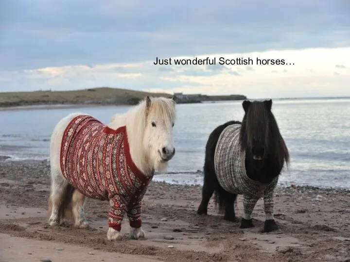 Just wonderful Scottish horses…
