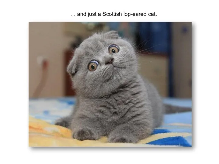 … and just a Scottish lop-eared cat.