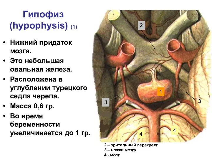 Гипофиз (hypophysis) (1) Нижний придаток мозга. Это небольшая овальная железа.