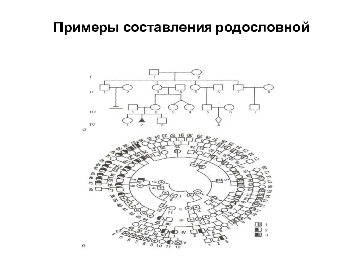 Примеры составления родословной