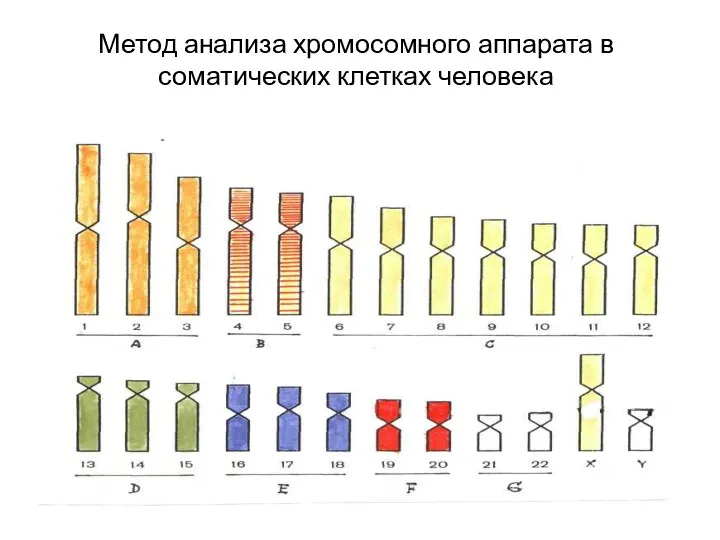 Метод анализа хромосомного аппарата в соматических клетках человека