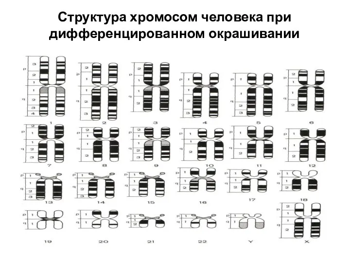 Структура хромосом человека при дифференцированном окрашивании