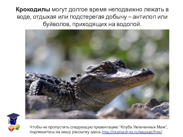 Крокодилы могут долгое время неподвижно лежать в воде, отдыхая или