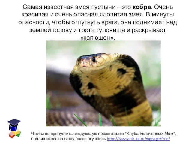 Самая известная змея пустыни – это кобра. Очень красивая и