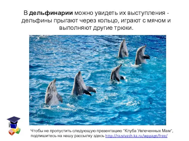 В дельфинарии можно увидеть их выступления - дельфины прыгают через