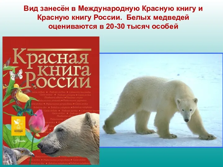 Вид занесён в Международную Красную книгу и Красную книгу России.