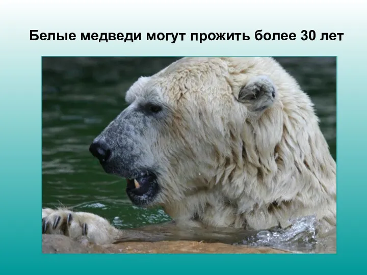 Белые медведи могут прожить более 30 лет