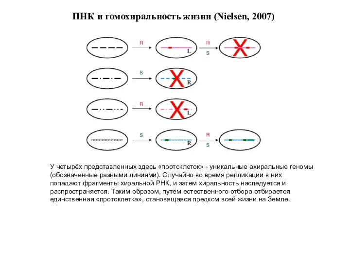 ПНК и гомохиральность жизни (Nielsen, 2007) У четырёх представленных здесь