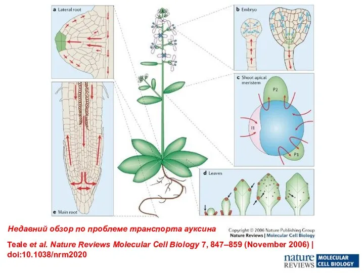 Teale et al. Nature Reviews Molecular Cell Biology 7, 847–859 (November 2006) |
