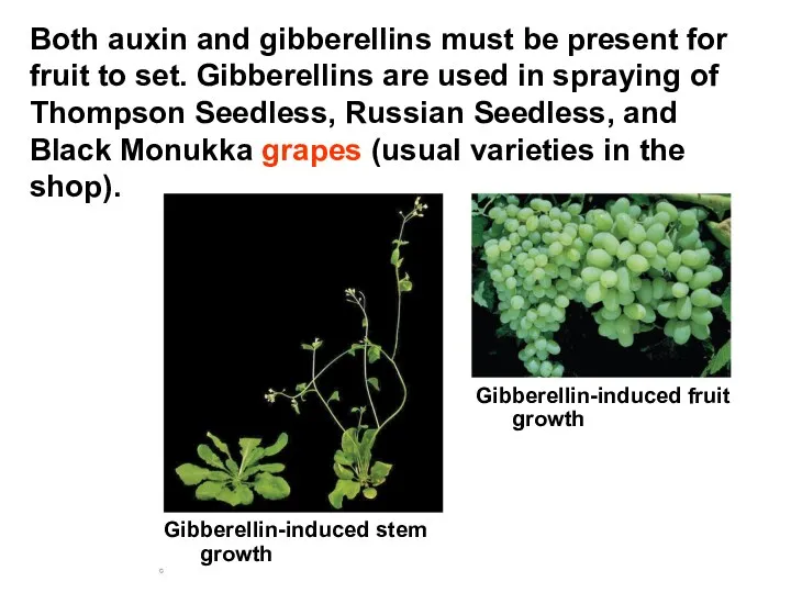 Both auxin and gibberellins must be present for fruit to set. Gibberellins are