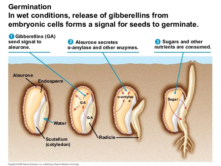 Gibberellins (GA) send signal to aleurone. Aleurone secretes α-amylase and other enzymes. Sugars