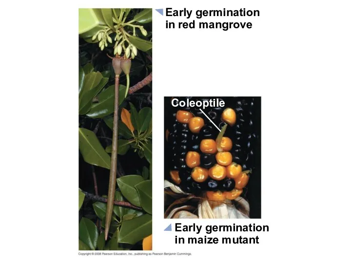 Early germination in red mangrove Early germination in maize mutant Coleoptile