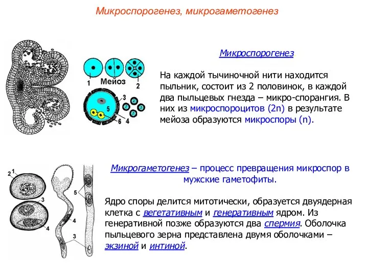 Микрогаметогенез – процесс превращения микроспор в мужские гаметофиты. Ядро споры