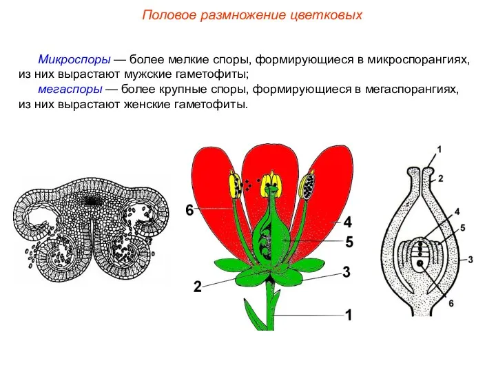 Микроспоры — более мелкие споры, формирующиеся в микроспорангиях, из них