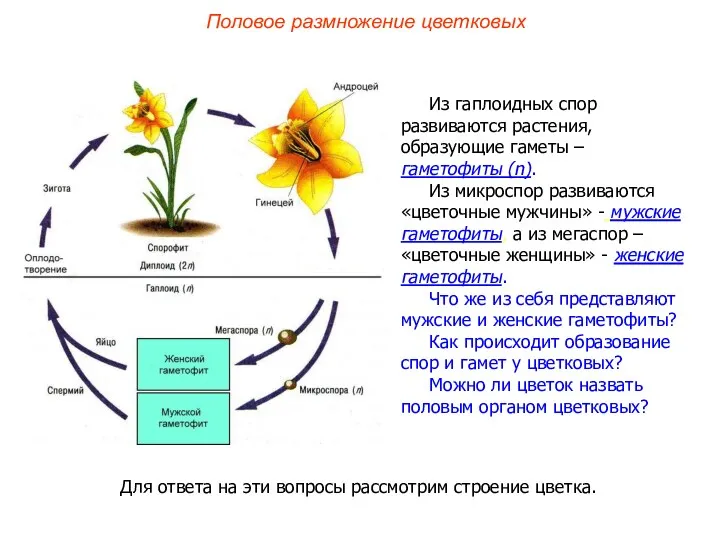 Из гаплоидных спор развиваются растения, образующие гаметы – гаметофиты (n).