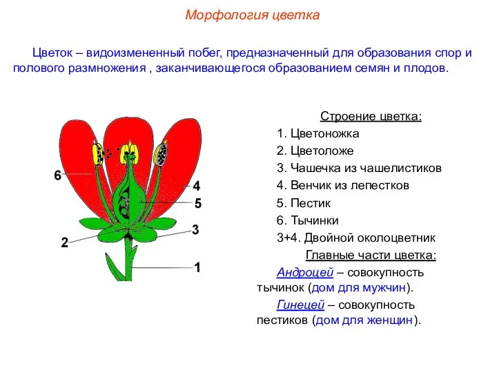 Строение цветка: 1. Цветоножка 2. Цветоложе 3. Чашечка из чашелистиков