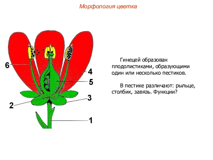 Гинецей образован плодолистиками, образующими один или несколько пестиков. В пестике
