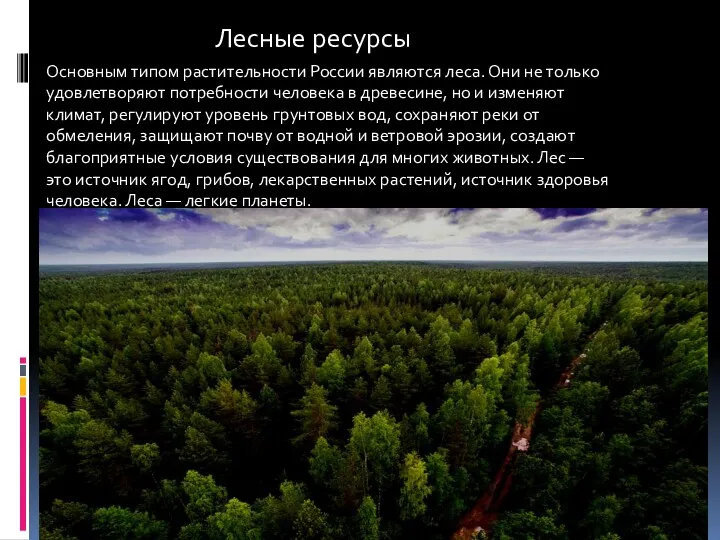 Основным типом растительности России являются леса. Они не только удовлетворяют