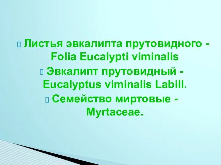 Листья эвкалипта прутовидного - Folia Eucalypti viminalis Эвкалипт прутовидный -