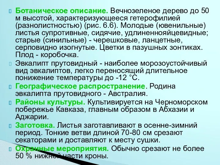 Ботаническое описание. Вечнозеленое дерево до 50 м высотой, характеризующееся гетерофилией