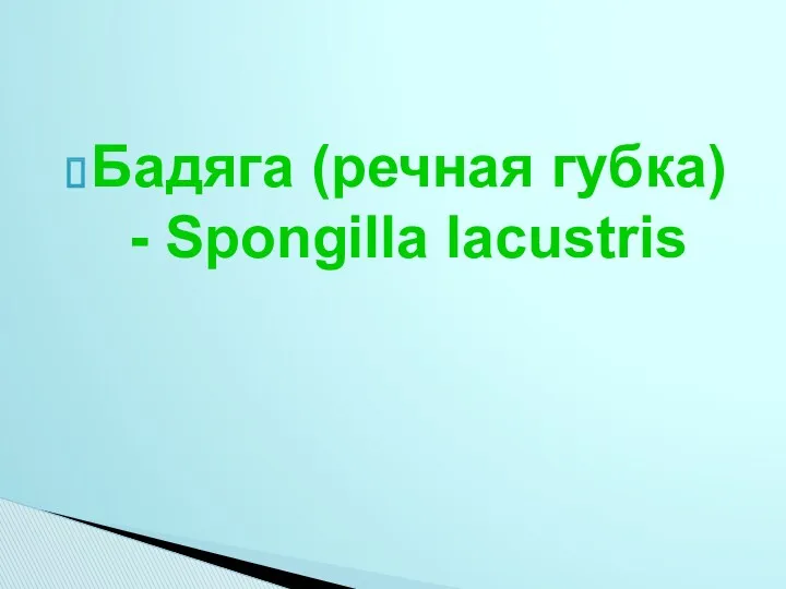 Бадяга (речная губка) - Spongilla lacustris