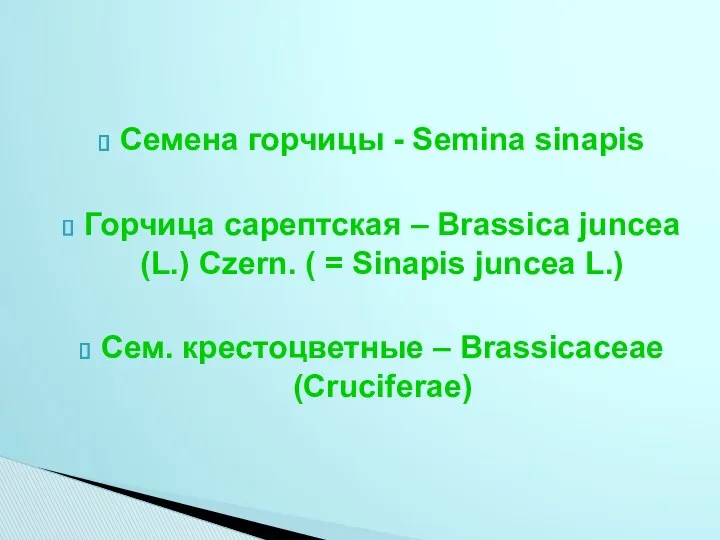 Семена горчицы - Semina sinapis Горчица сарептская – Brassica juncea
