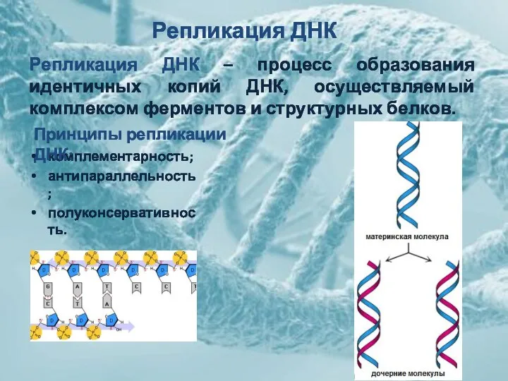 Репликация ДНК Репликация ДНК – процесс образования идентичных копий ДНК, осуществляемый комплексом ферментов