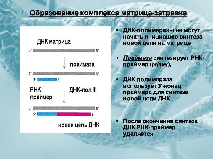 Образование комплекса матрица-затравка ДНК-полимеразы не могут начать инициацию синтеза новой цепи на матрице