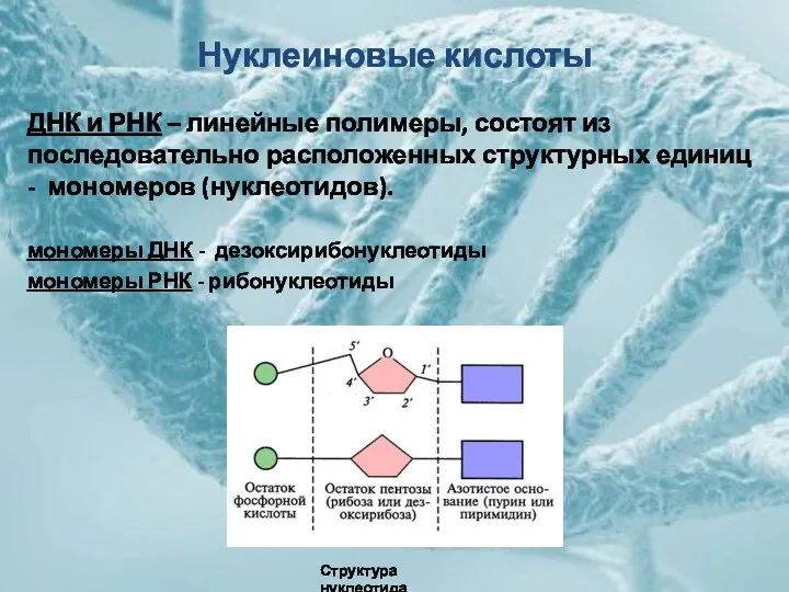 Нуклеиновые кислоты ДНК и РНК – линейные полимеры, состоят из последовательно расположенных структурных