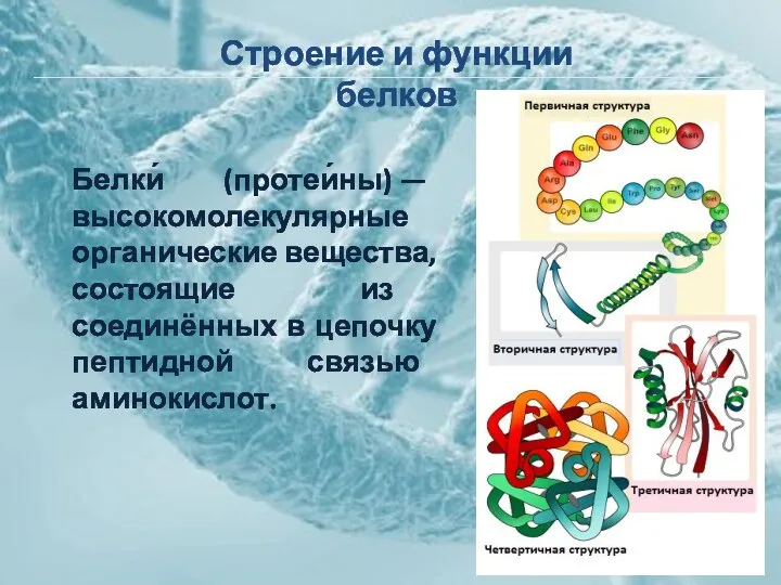 Строение и функции белков Белки́ (протеи́ны) — высокомолекулярные органические вещества, состоящие из соединённых