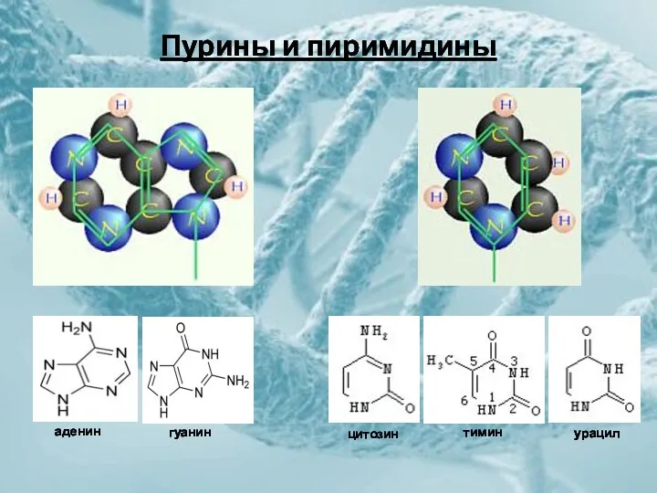 Пурины и пиримидины аденин гуанин цитозин тимин урацил