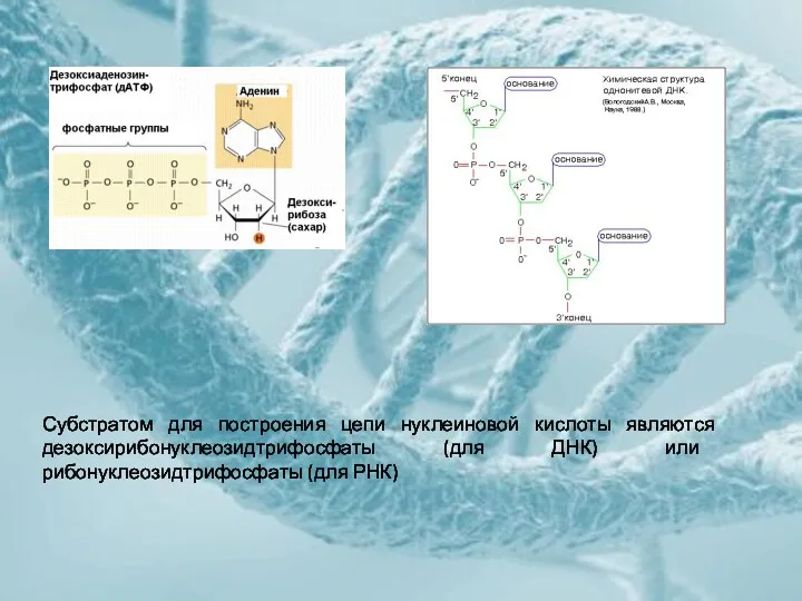 Субстратом для построения цепи нуклеиновой кислоты являются дезоксирибонуклеозидтрифосфаты (для ДНК) или рибонуклеозидтрифосфаты (для РНК)