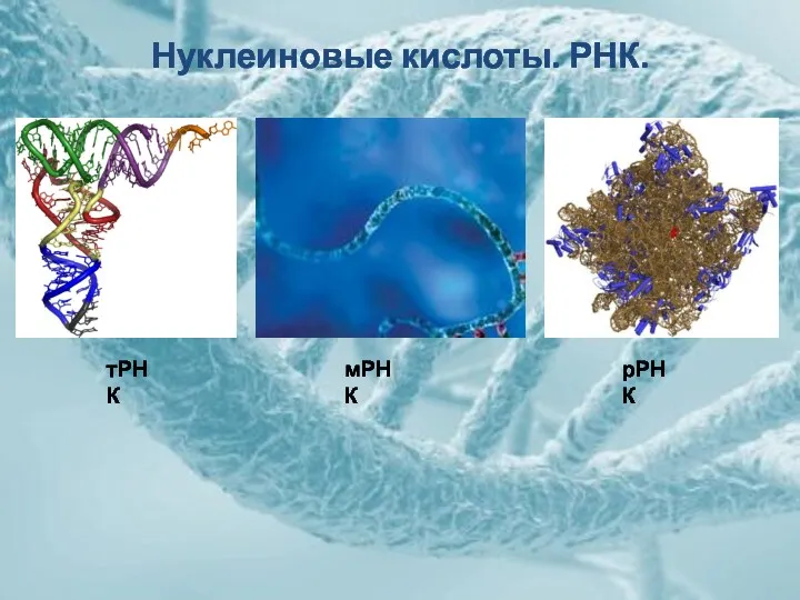 Нуклеиновые кислоты. РНК. тРНК мРНК рРНК
