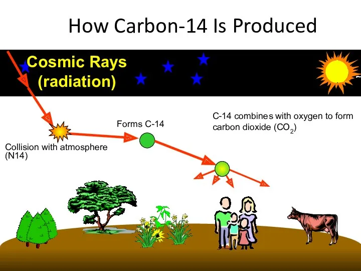 How Carbon-14 Is Produced Cosmic Rays (radiation) Collision with atmosphere (N14)