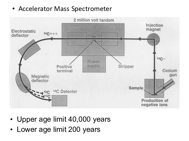 Accelerator Mass Spectrometer Upper age limit 40,000 years Lower age limit 200 years