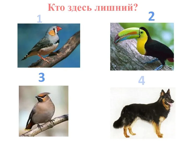 Кто здесь лишний? 1 2 3 4