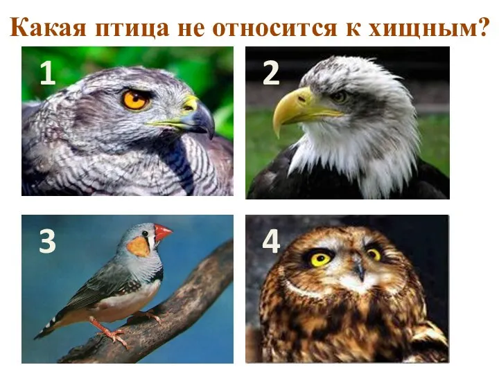 Какая птица не относится к хищным? 1 2 4 3