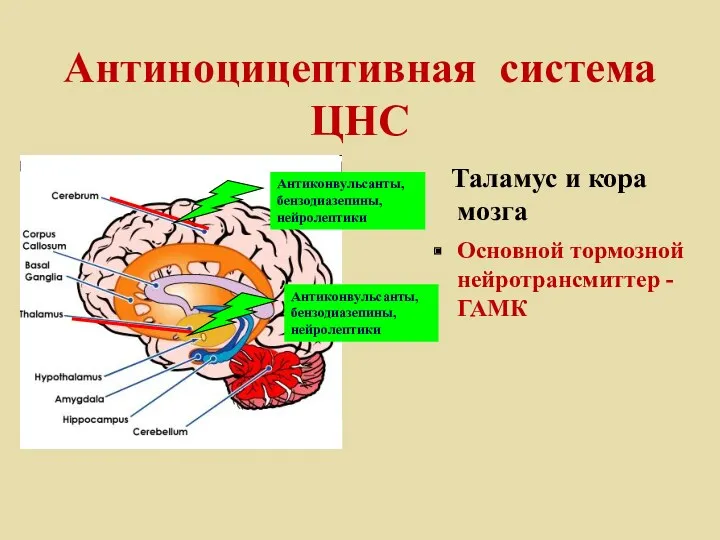 Таламус и кора мозга Основной тормозной нейротрансмиттер - ГАМК Антиноцицептивная система ЦНС