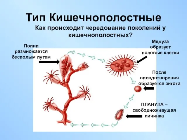 Тип Кишечнополостные Как происходит чередование поколений у кишечнополостных?