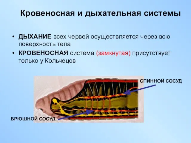 Кровеносная и дыхательная системы ДЫХАНИЕ всех червей осуществляется через всю