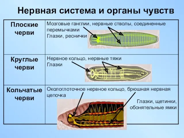 Нервная система и органы чувств