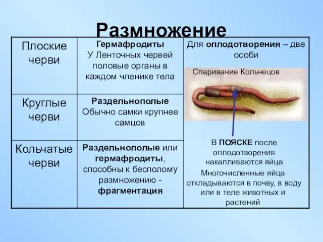 Размножение Многочисленные яйца откладываются в почву, в воду или в теле животных и растений