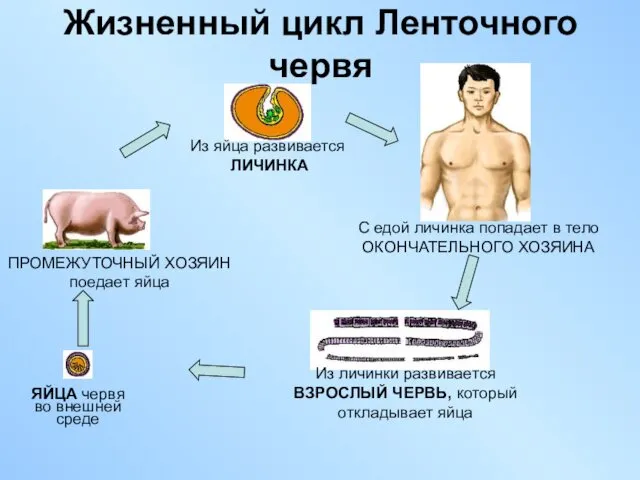 Жизненный цикл Ленточного червя Из личинки развивается ВЗРОСЛЫЙ ЧЕРВЬ, который откладывает яйца