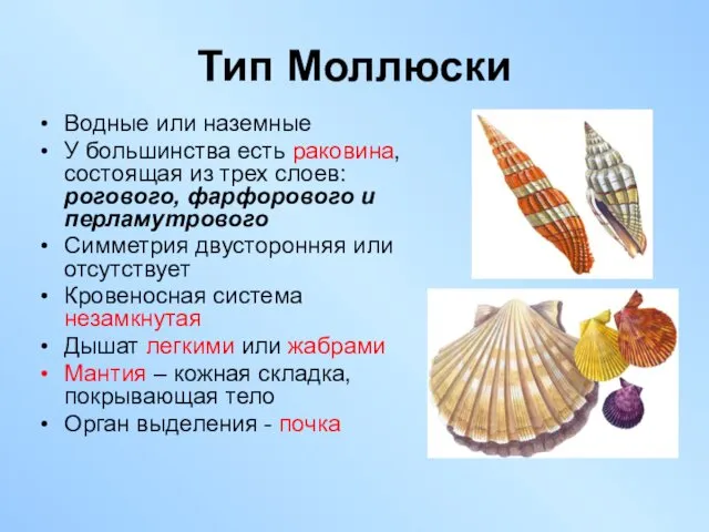 Тип Моллюски Водные или наземные У большинства есть раковина, состоящая