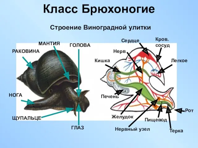 Класс Брюхоногие РАКОВИНА НОГА МАНТИЯ ГОЛОВА ЩУПАЛЬЦЕ ГЛАЗ Рот Терка