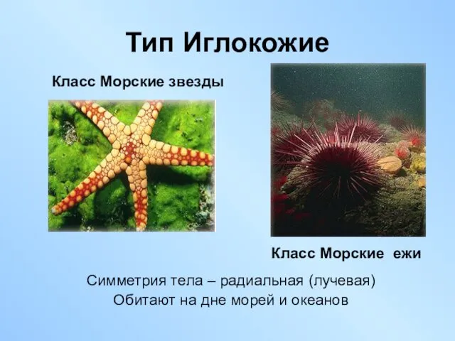 Тип Иглокожие Класс Морские звезды Класс Морские ежи Симметрия тела