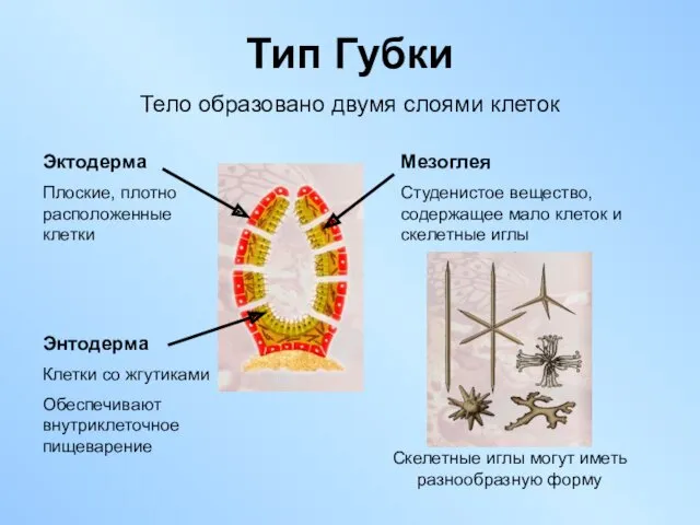 Тип Губки Тело образовано двумя слоями клеток