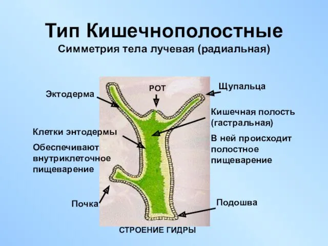 Тип Кишечнополостные Симметрия тела лучевая (радиальная) РОТ Щупальца Кишечная полость