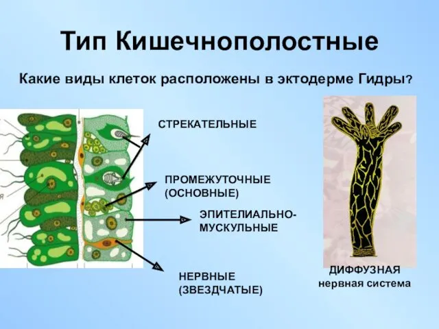 Тип Кишечнополостные Какие виды клеток расположены в эктодерме Гидры? СТРЕКАТЕЛЬНЫЕ ПРОМЕЖУТОЧНЫЕ (ОСНОВНЫЕ) ЭПИТЕЛИАЛЬНО-МУСКУЛЬНЫЕ НЕРВНЫЕ (ЗВЕЗДЧАТЫЕ)